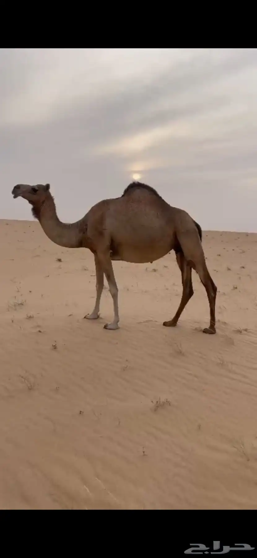 هجن 1