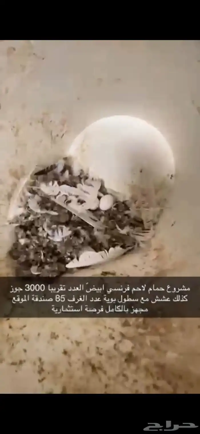 حمام فرنسي لاحم ابيض 10