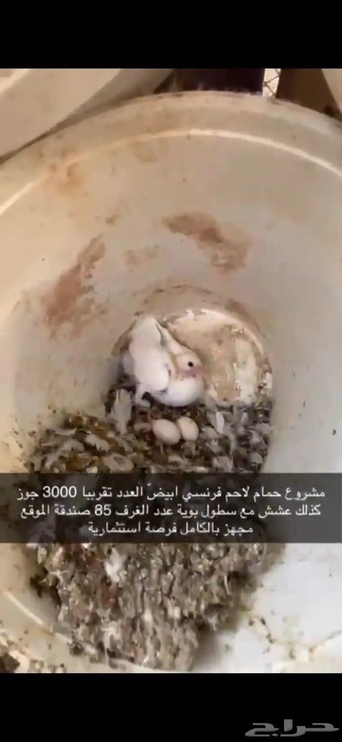 حمام فرنسي لاحم ابيض 15