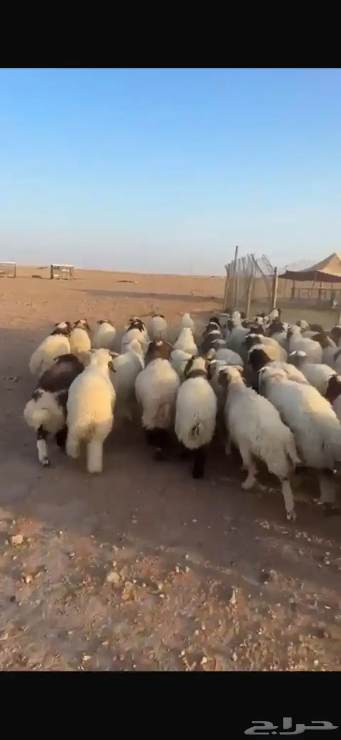 بعم نعيم عدد 60بلدي و10اردني العدد كلي 70 2