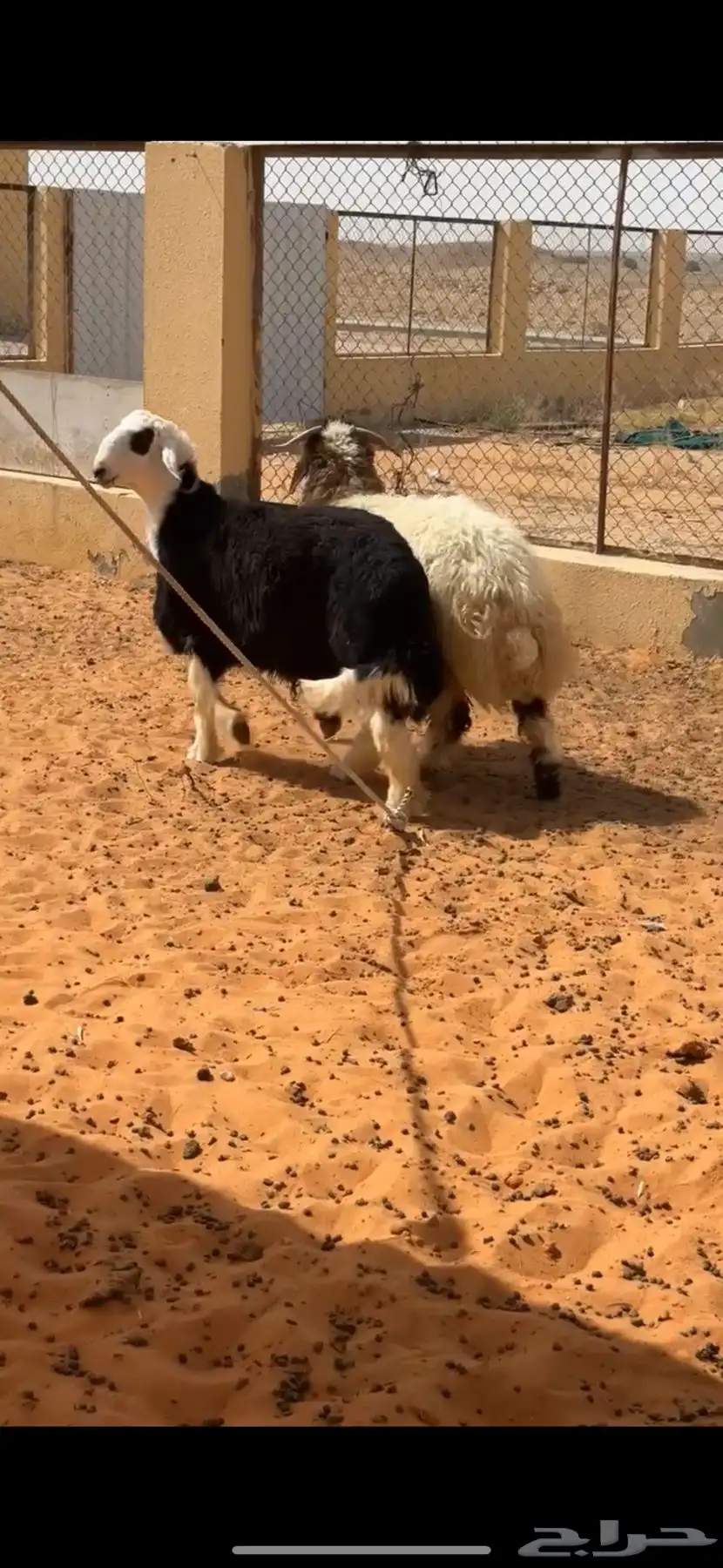 خروف نجدي(تم البيع) 2