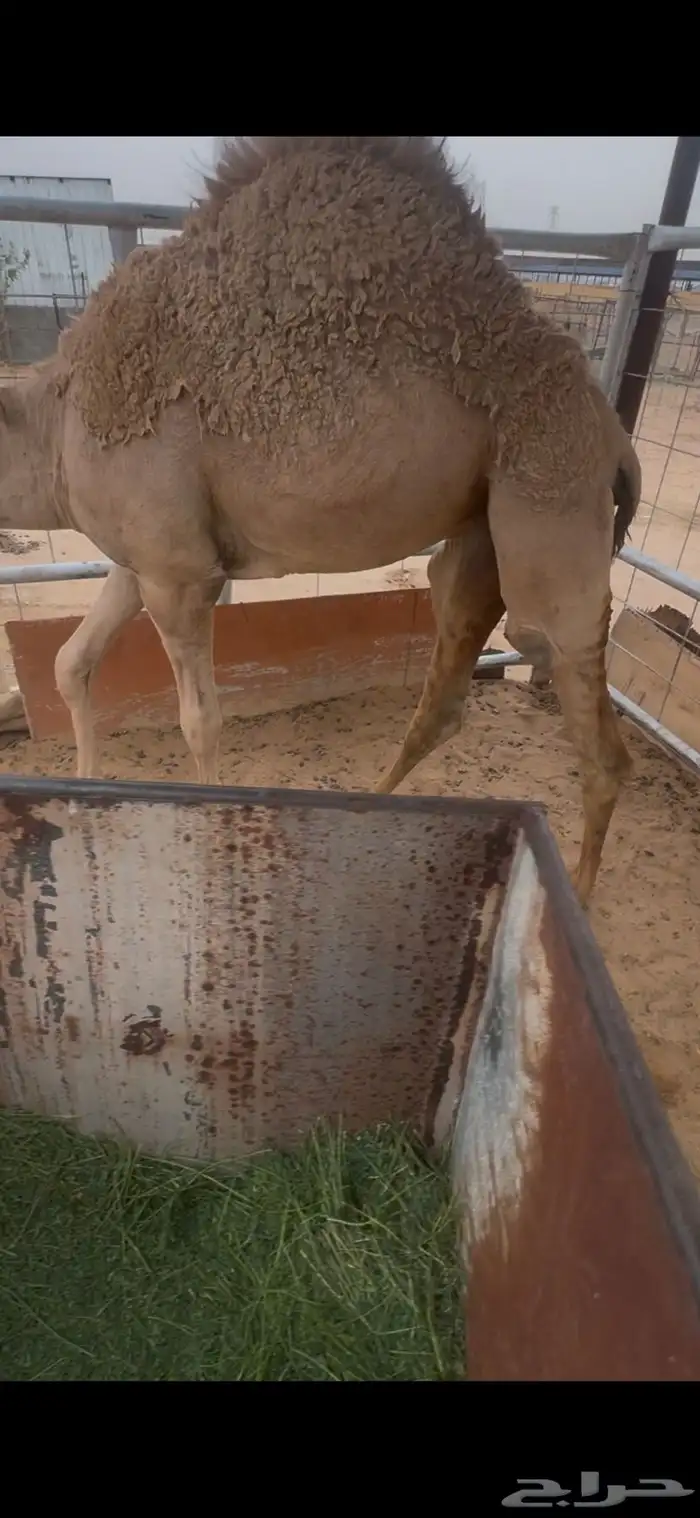 بكره كفو من تحت امه للبيع الموقع نجران 1