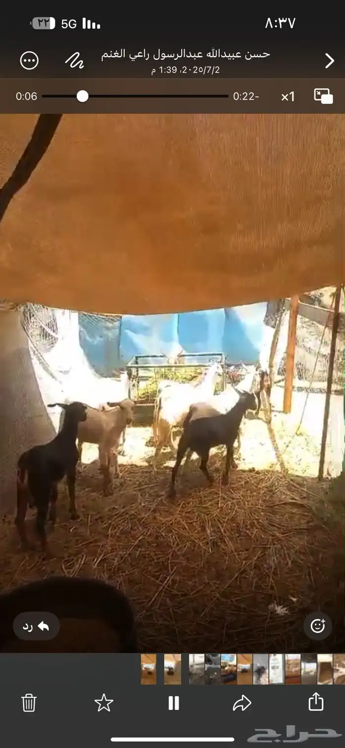 تيوس للبيع 1