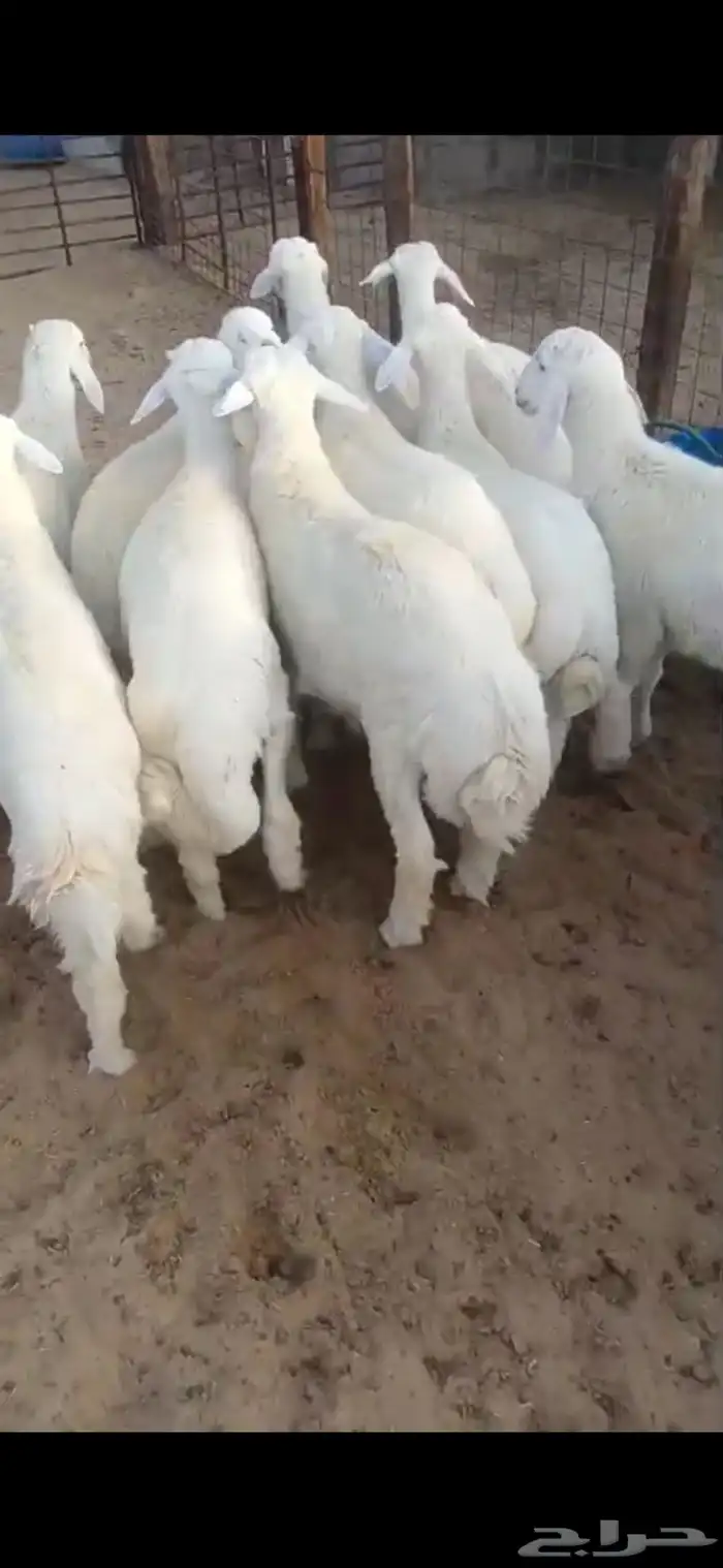 ذبايح حري 5 شهور 1