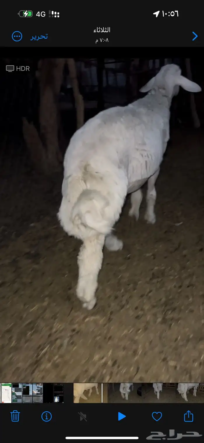 مشروووع فحل جبر عمر 6شهور 1