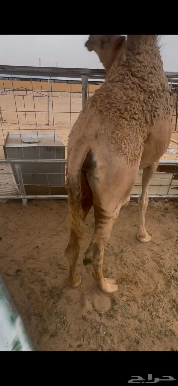 بكره كفو من تحت امه للبيع الموقع نجران 0