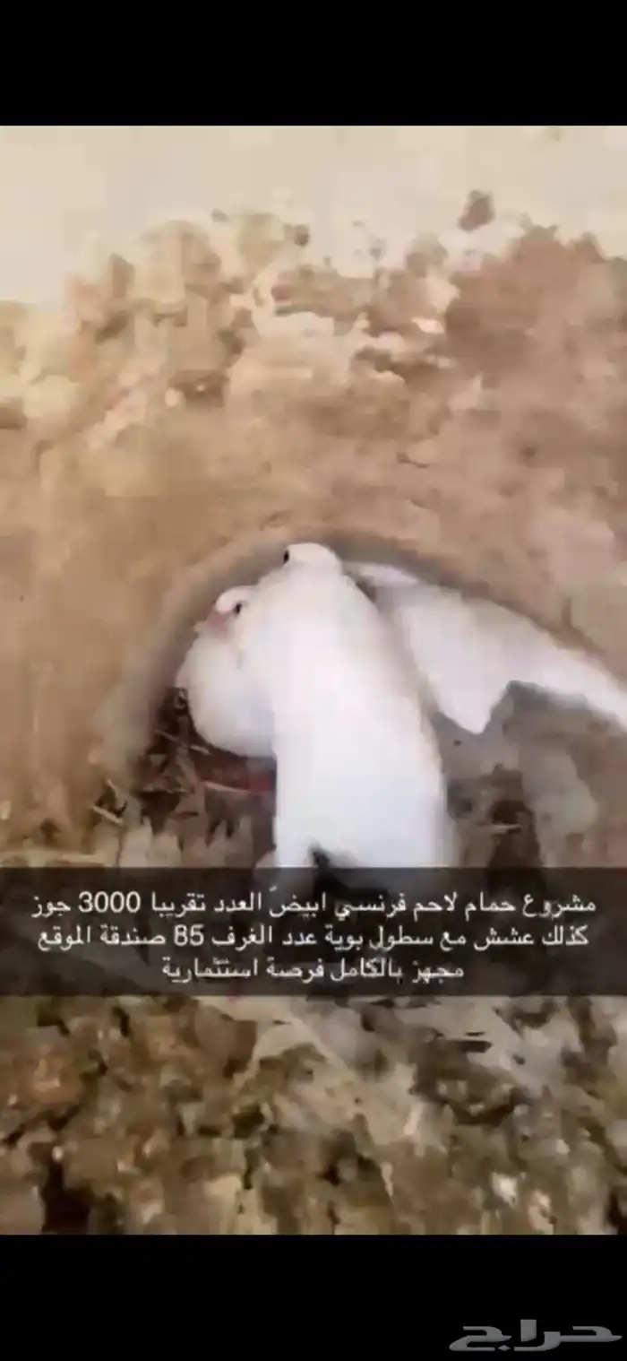 حمام فرنسي لاحم ابيض 14