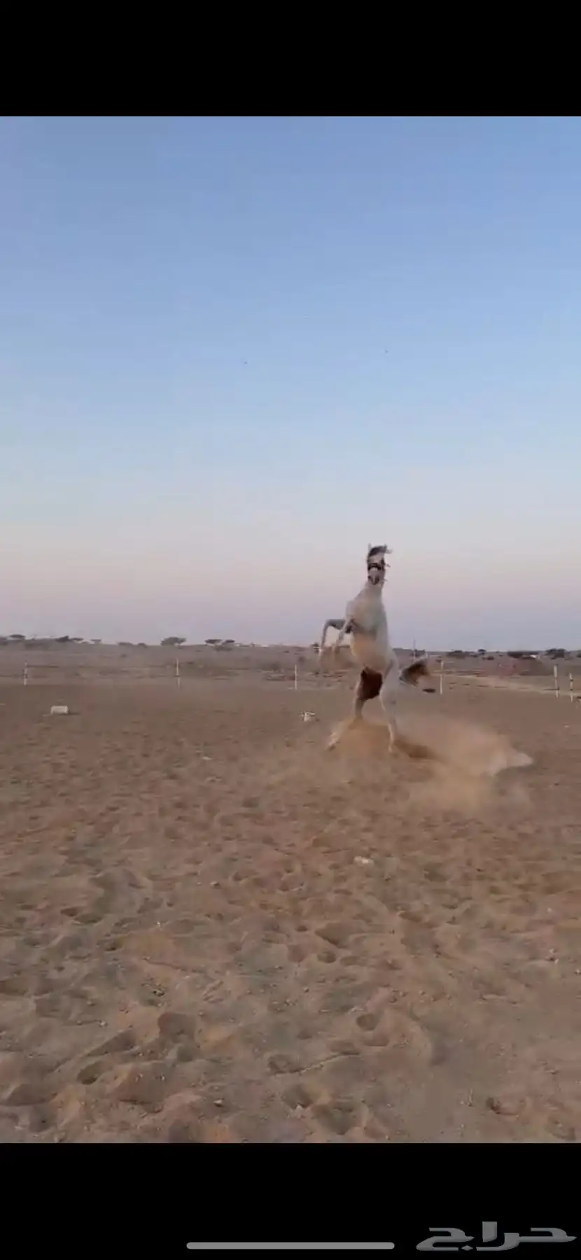 خيل 3