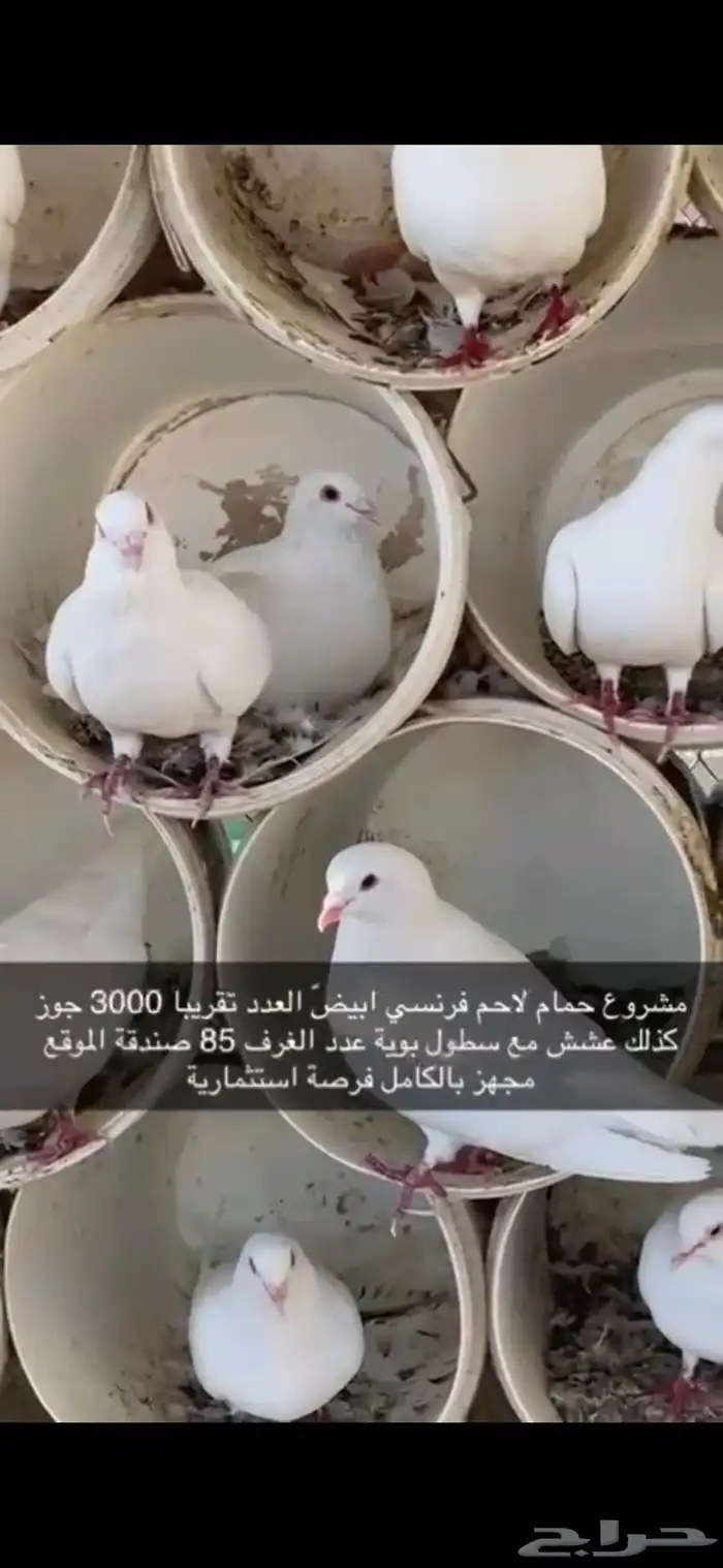 حمام فرنسي لاحم ابيض 2