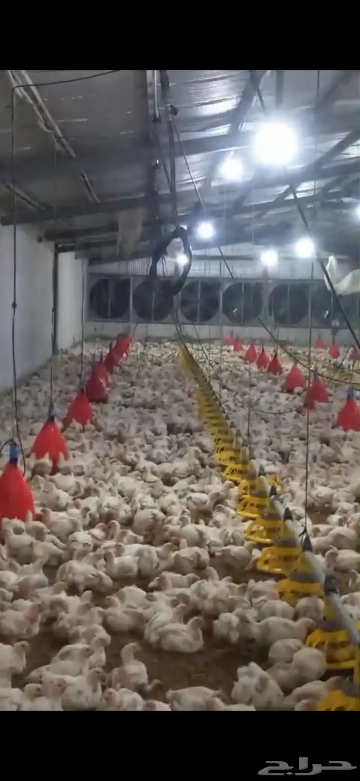 دجاج فقيه الكميه كبيره 1