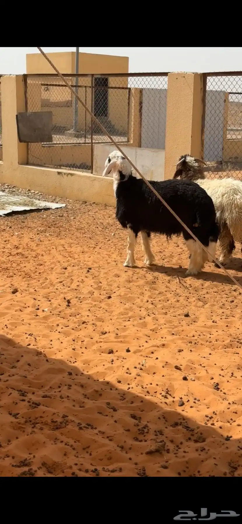 خروف نجدي(تم البيع) 1