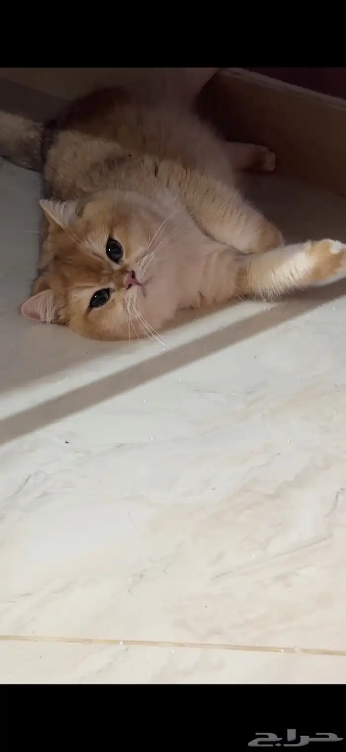 قط ذكر برتيش للتزاوج 0