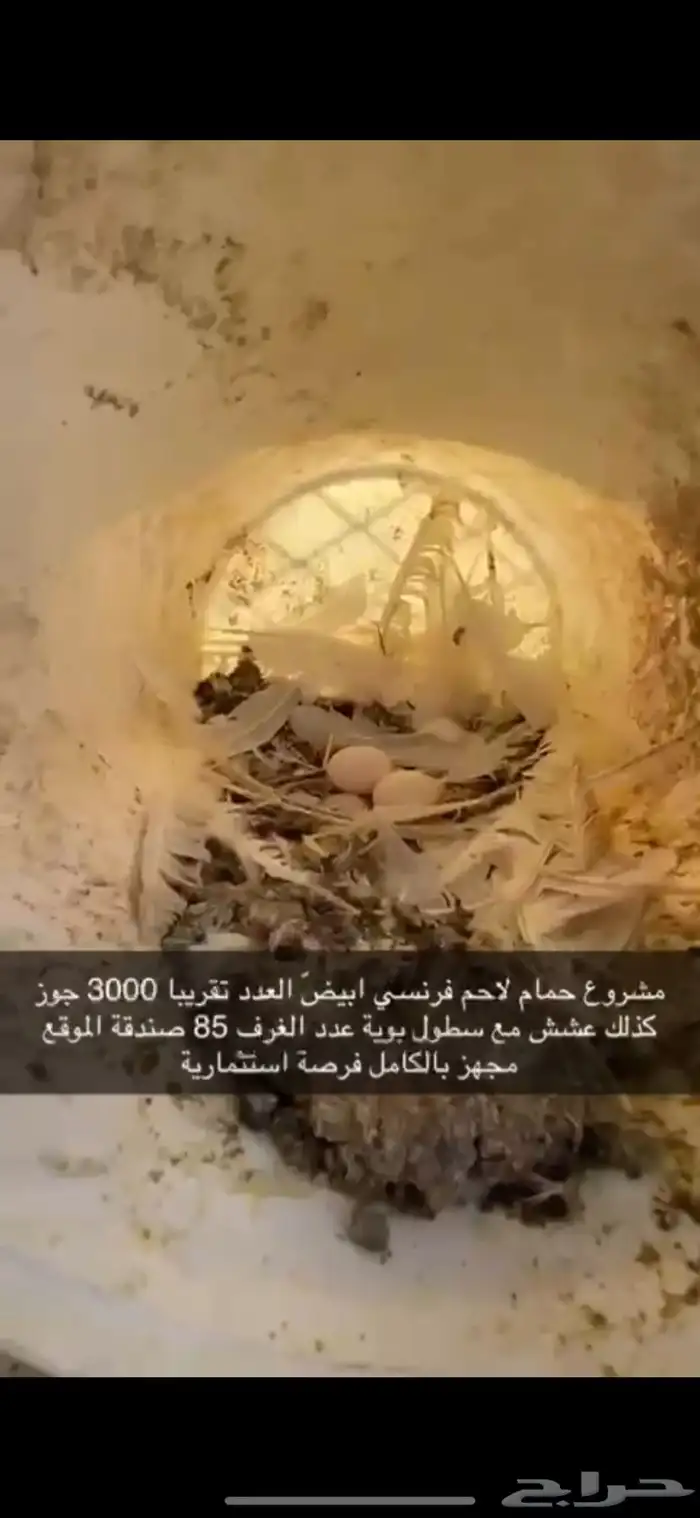 حمام فرنسي لاحم ابيض 20