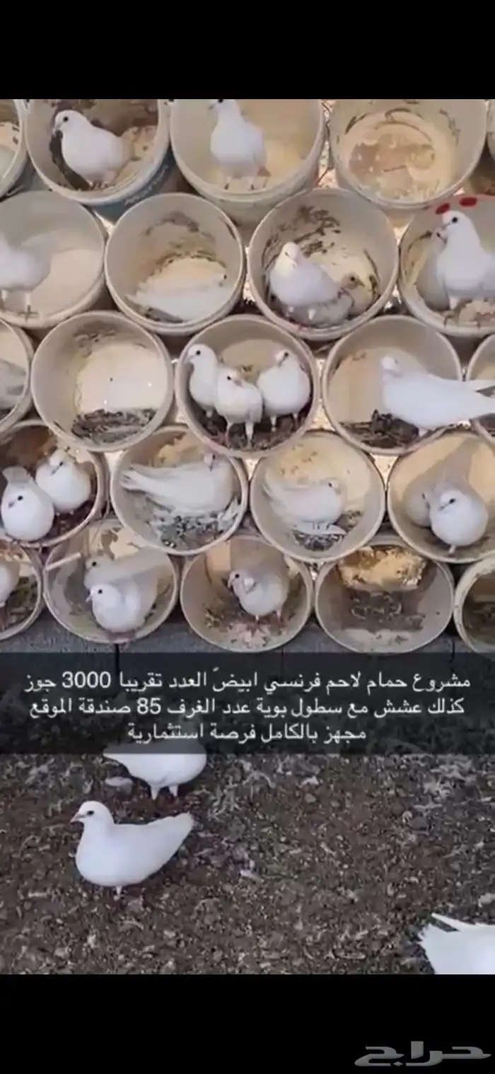 حمام فرنسي لاحم ابيض 3