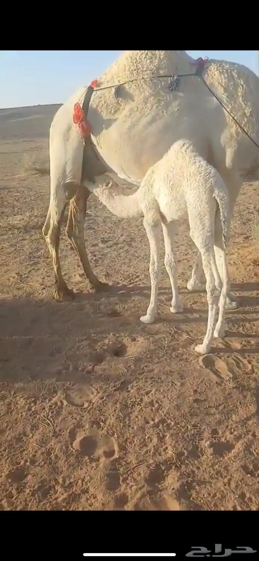 قعود طيب العمر شهرين 0