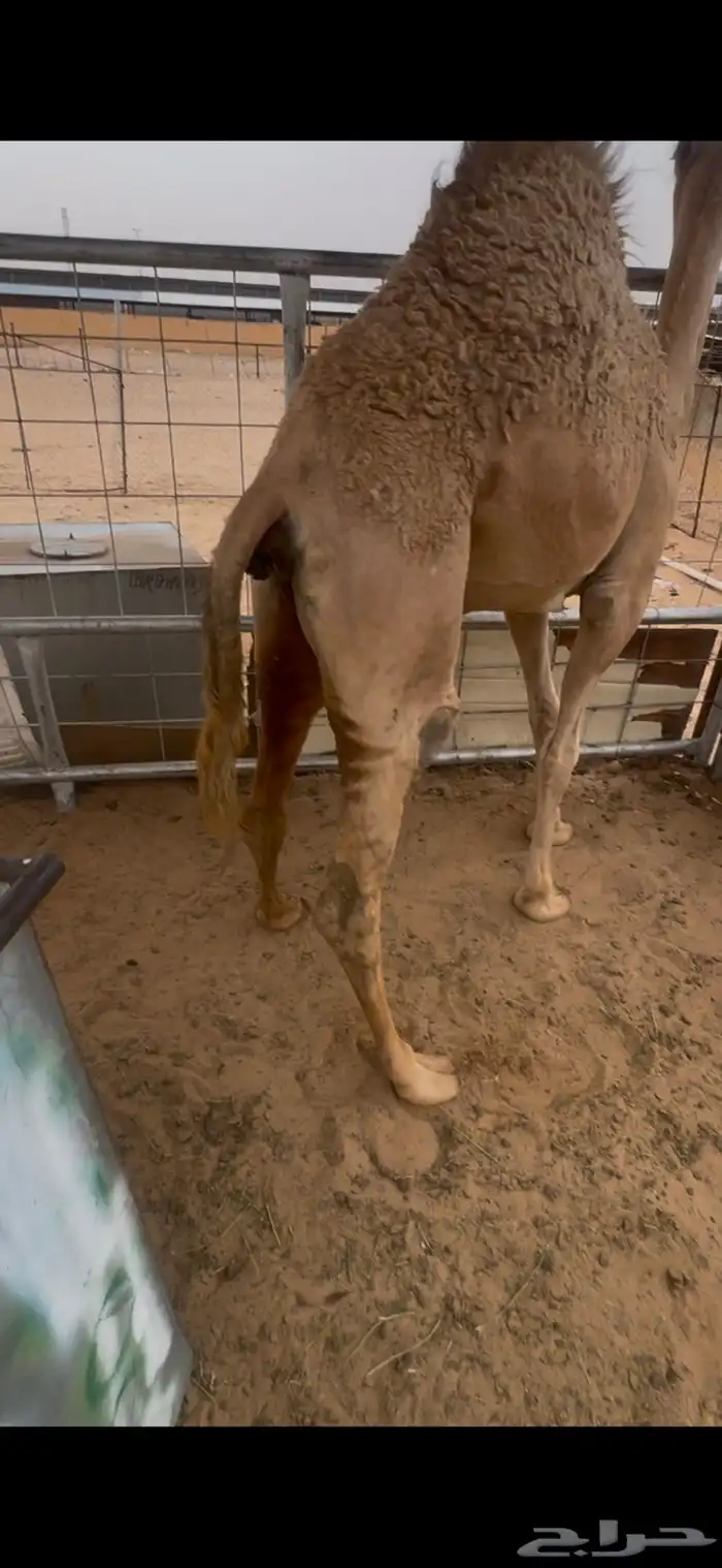 بكره كفو من تحت امه للبيع الموقع نجران 2
