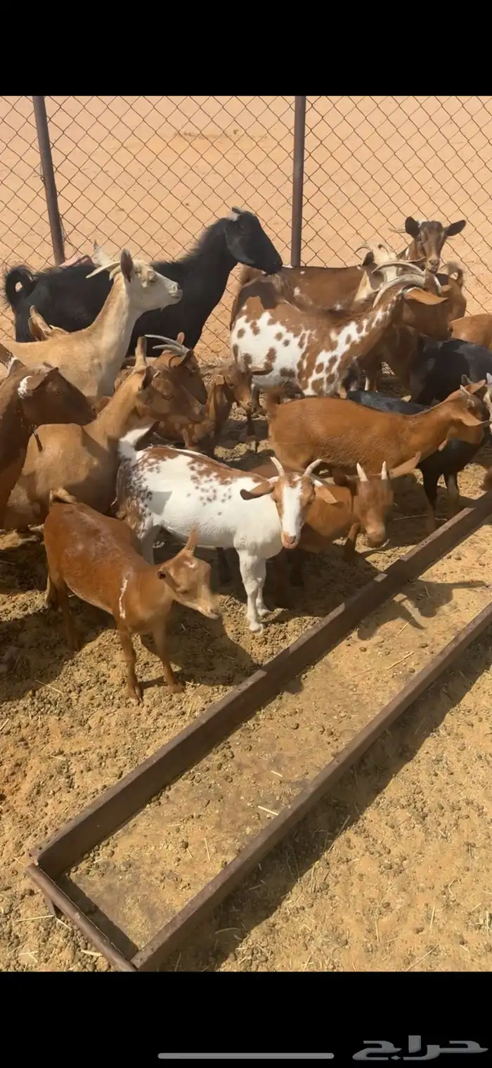 معزا كفو وعيالها ذبايح كلها 1