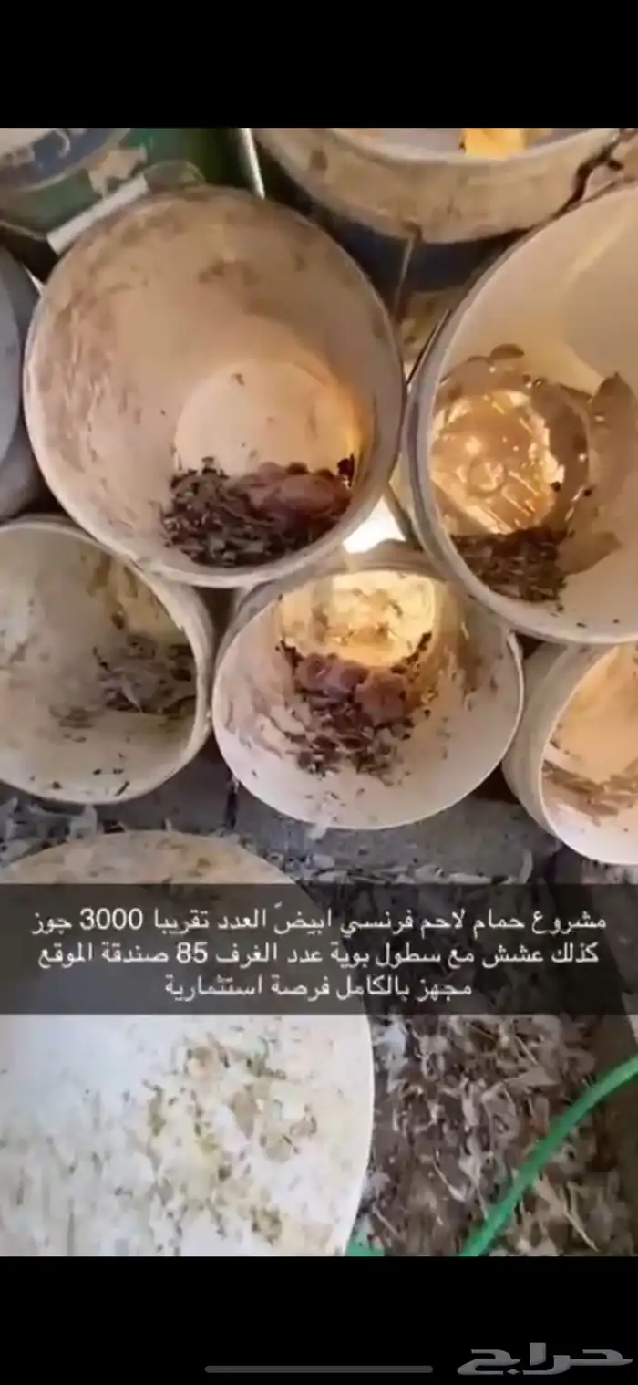 حمام فرنسي لاحم ابيض 17