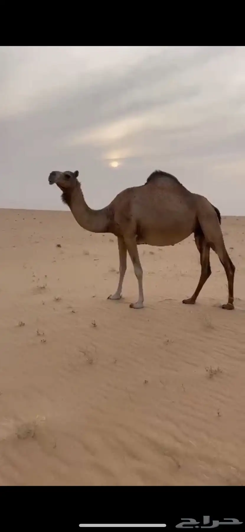 هجن 3