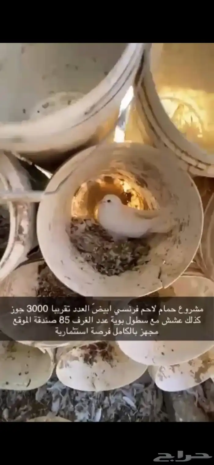 حمام فرنسي لاحم ابيض 18