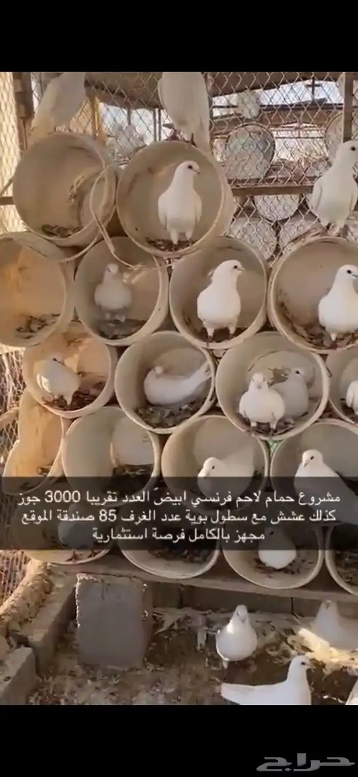 حمام فرنسي لاحم ابيض 1