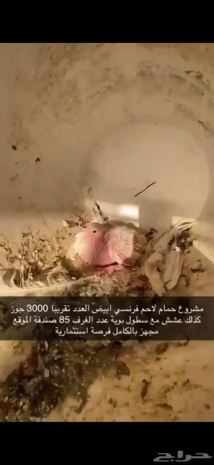 حمام فرنسي لاحم ابيض 8