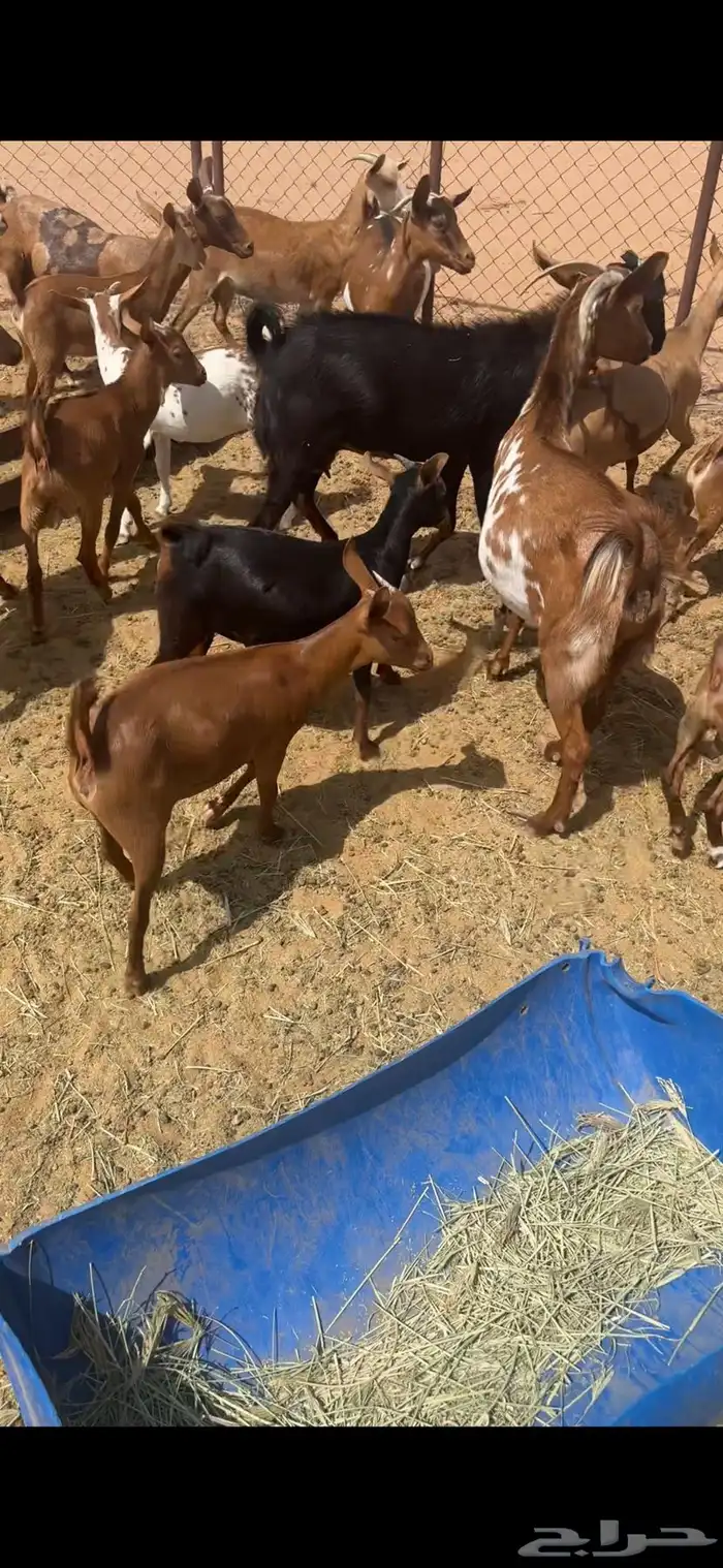 معزا كفو وعيالها ذبايح كلها 2