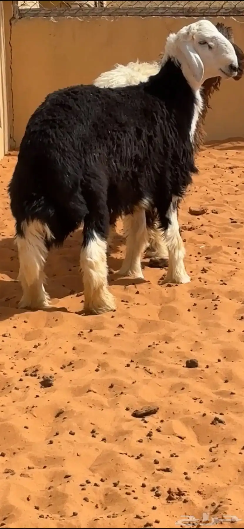 خروف نجدي(تم البيع) 4