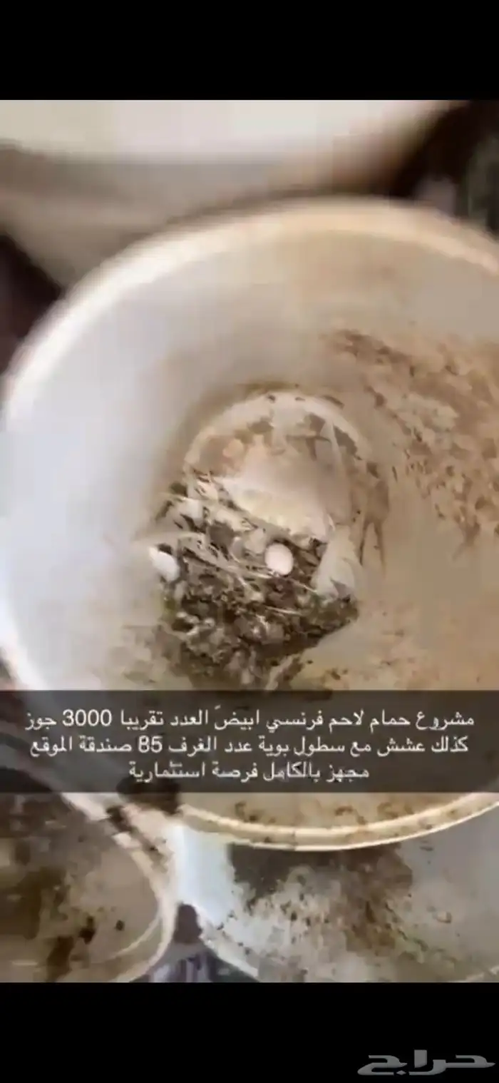 حمام فرنسي لاحم ابيض 9