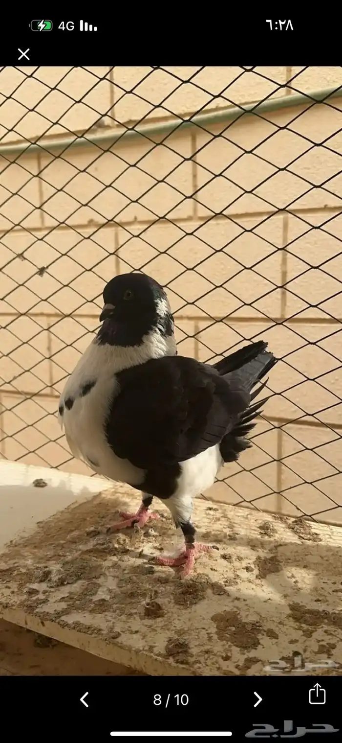 جوز كنق مودينا فاخر تم البيع 2