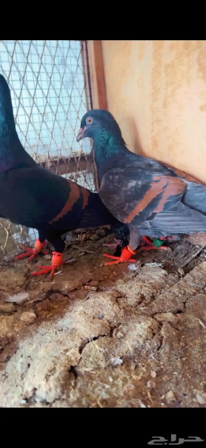 زوج عرجاني منتج شامي 1