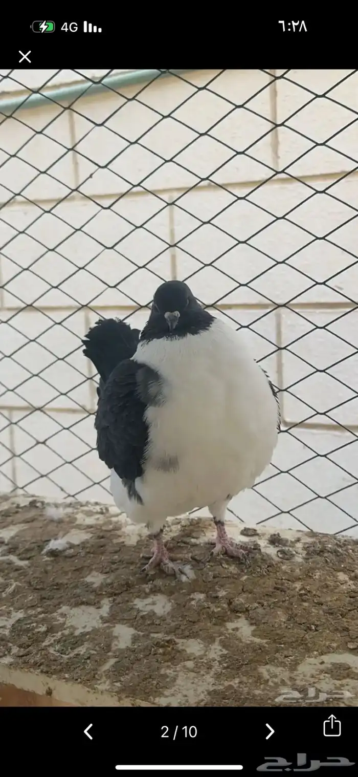 جوز كنق مودينا فاخر تم البيع 4