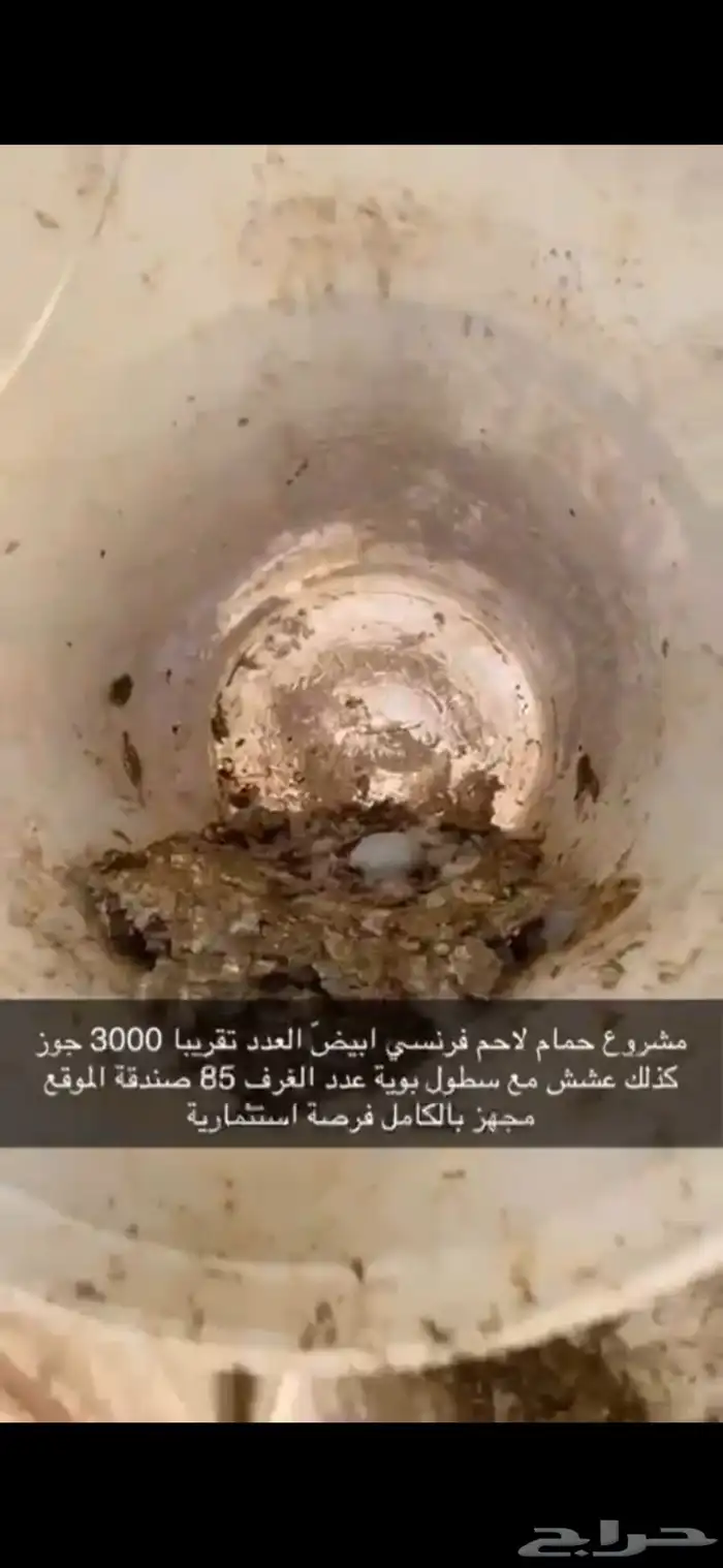 حمام فرنسي لاحم ابيض 12