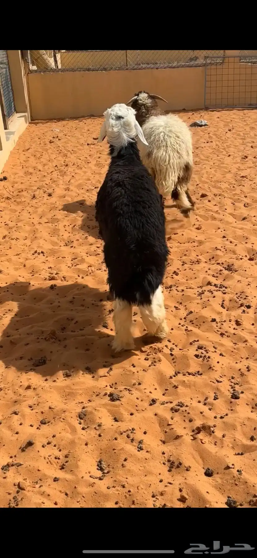 خروف نجدي(تم البيع) 0