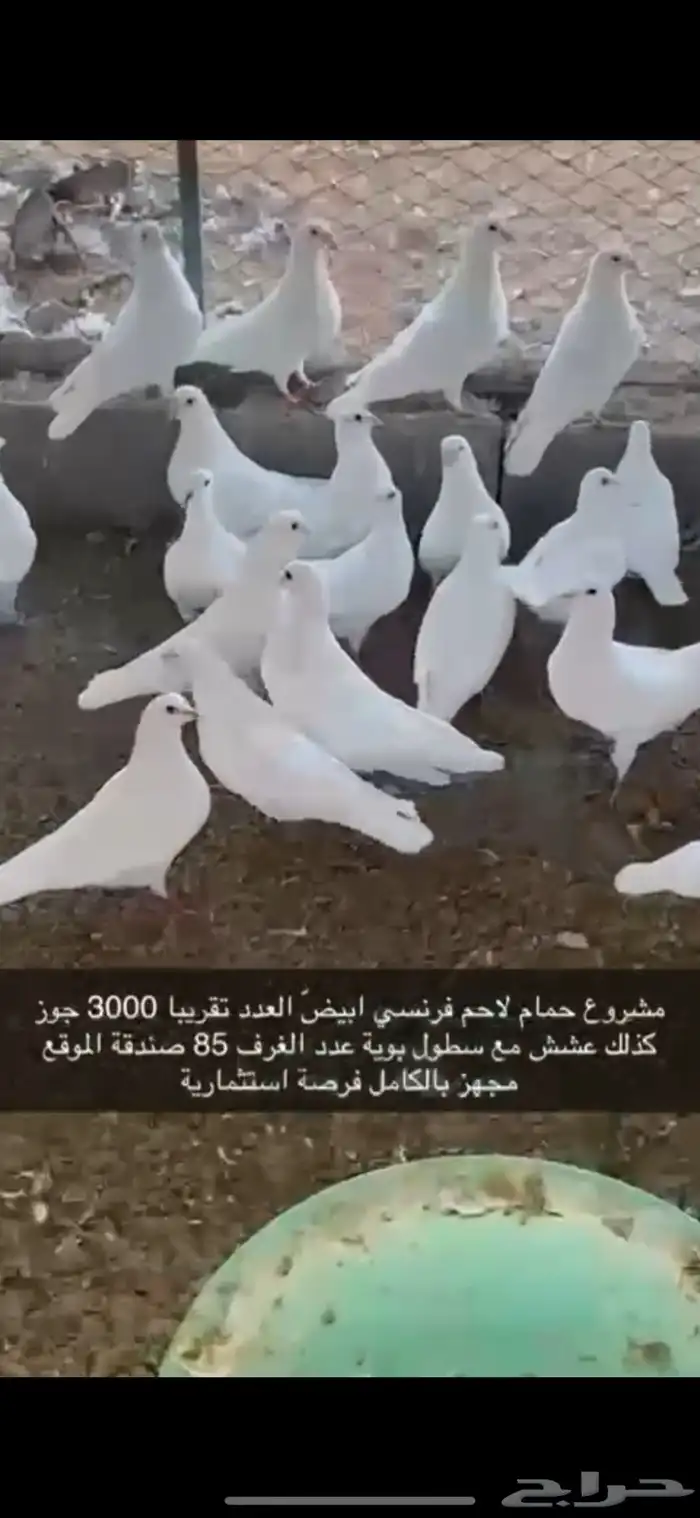 حمام فرنسي لاحم ابيض 16