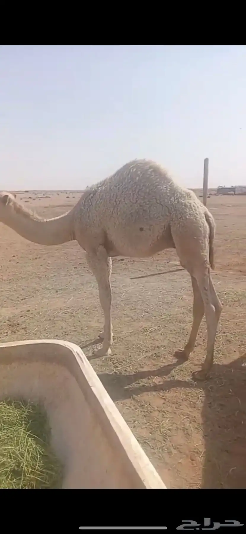 حاشي 0