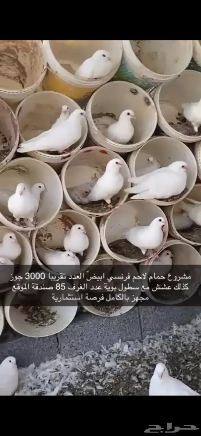حمام فرنسي لاحم ابيض 4