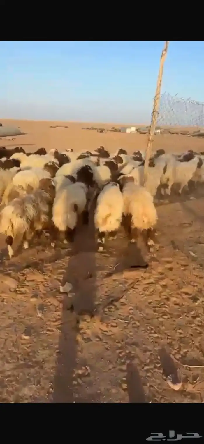 بعم نعيم عدد 60بلدي و10اردني العدد كلي 70 5