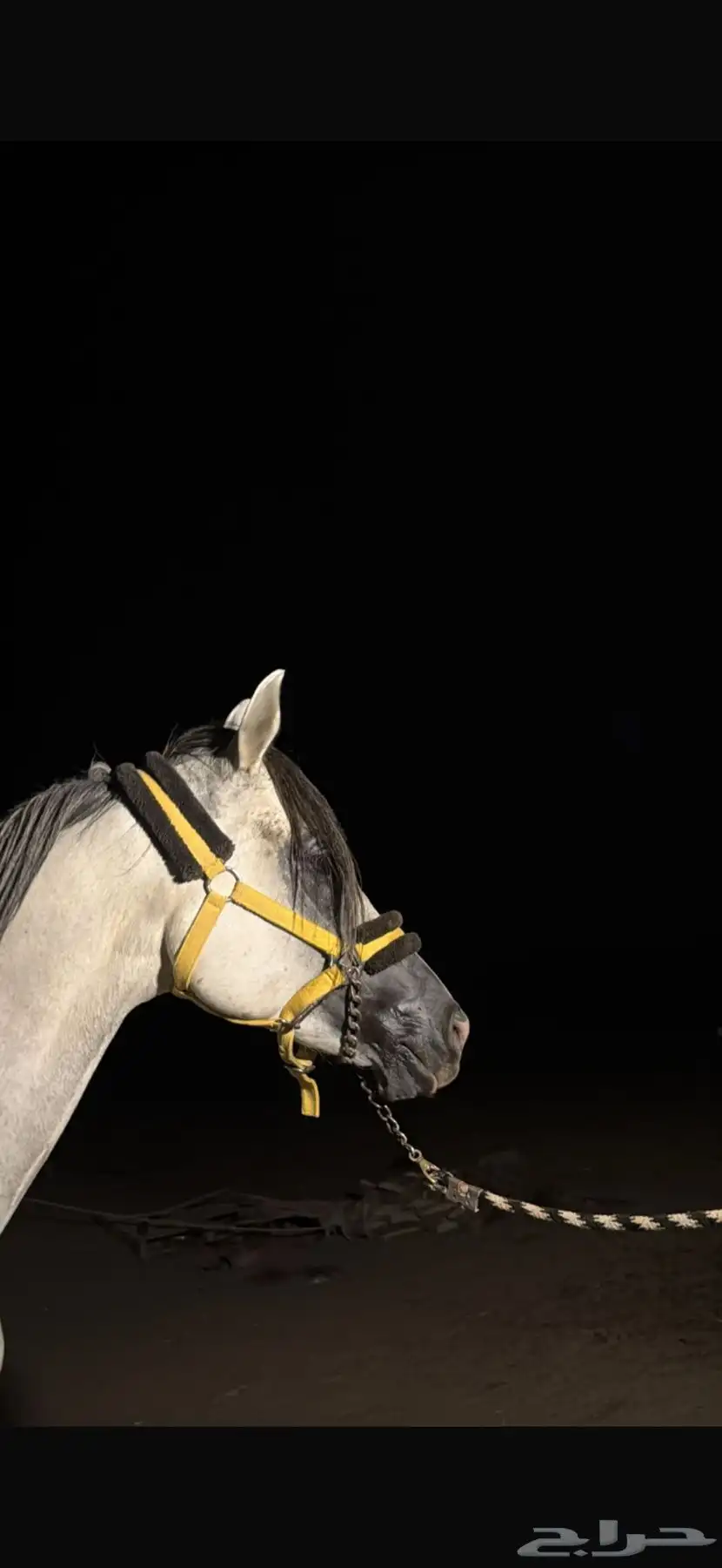 خيل 2