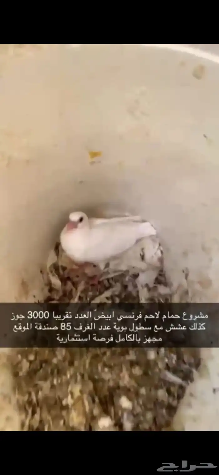 حمام فرنسي لاحم ابيض 13