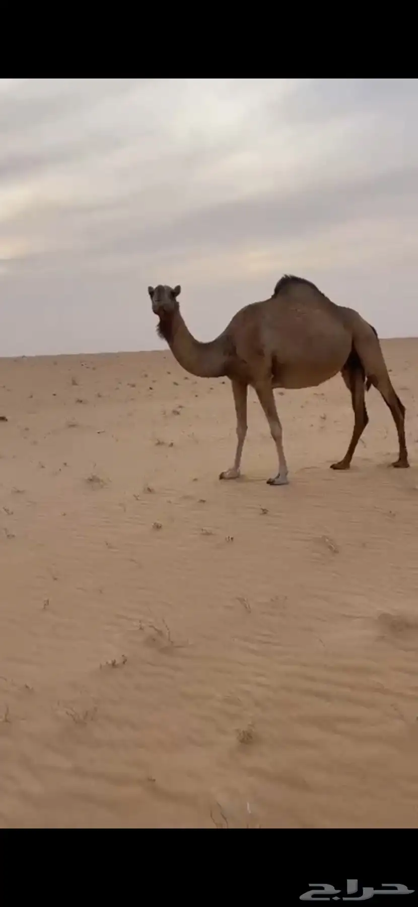 هجن 0