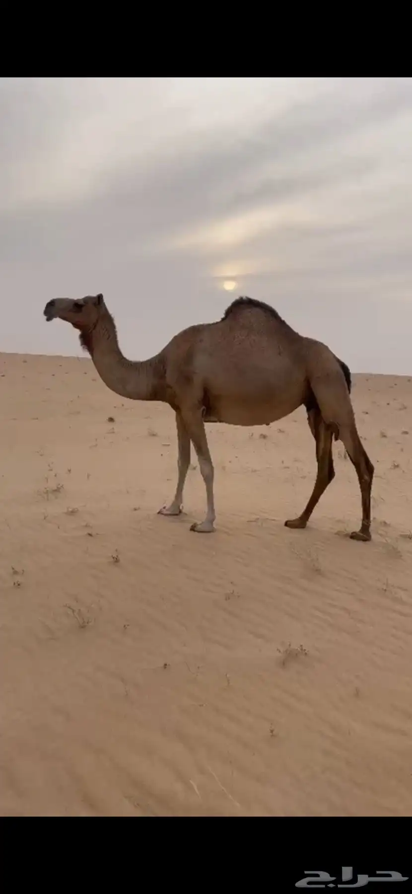 هجن 2