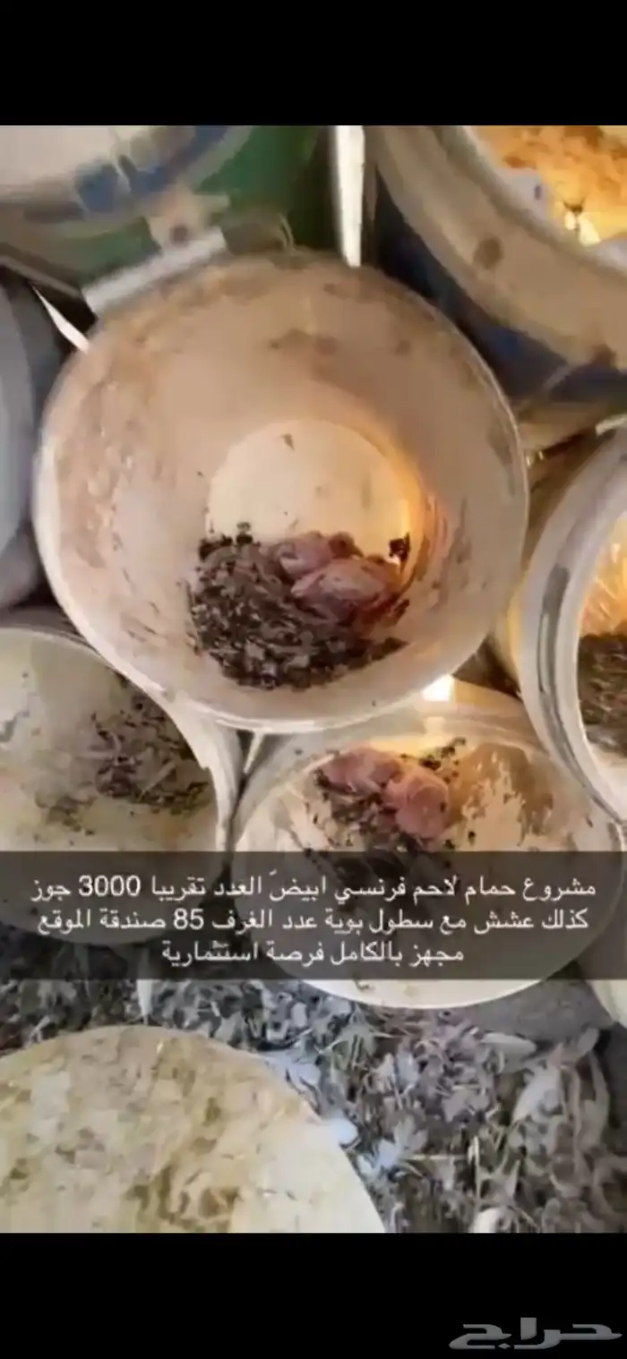 حمام فرنسي لاحم ابيض 22