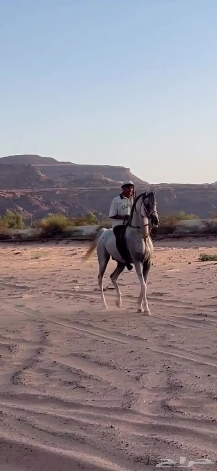 خيل 0
