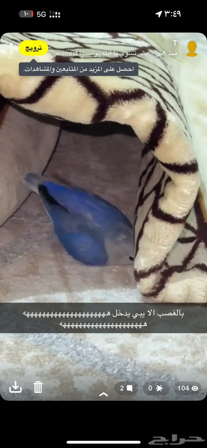 طير روز 9