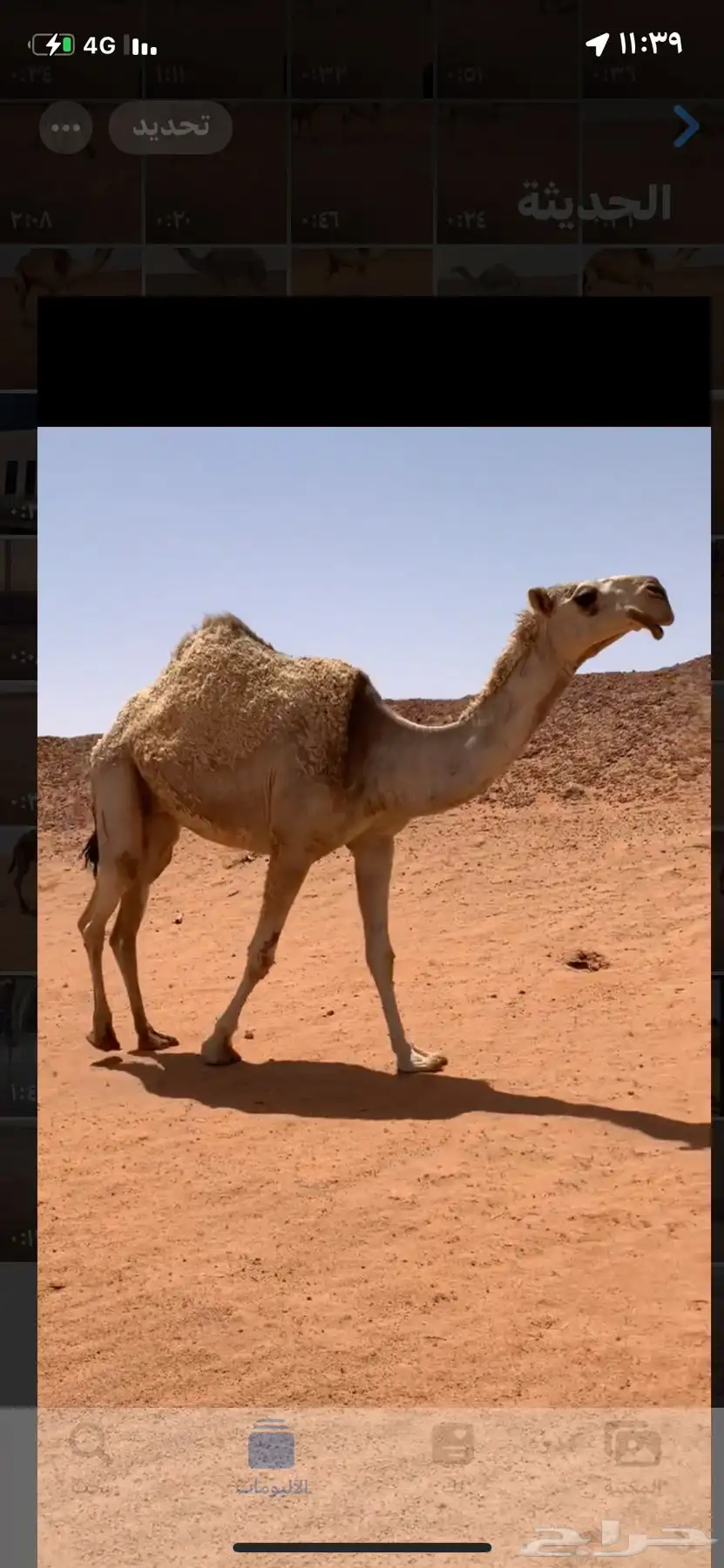 لقحات ثلاث خوات ولقحات على الملكي ولد الكاسر مرفق صورته 0