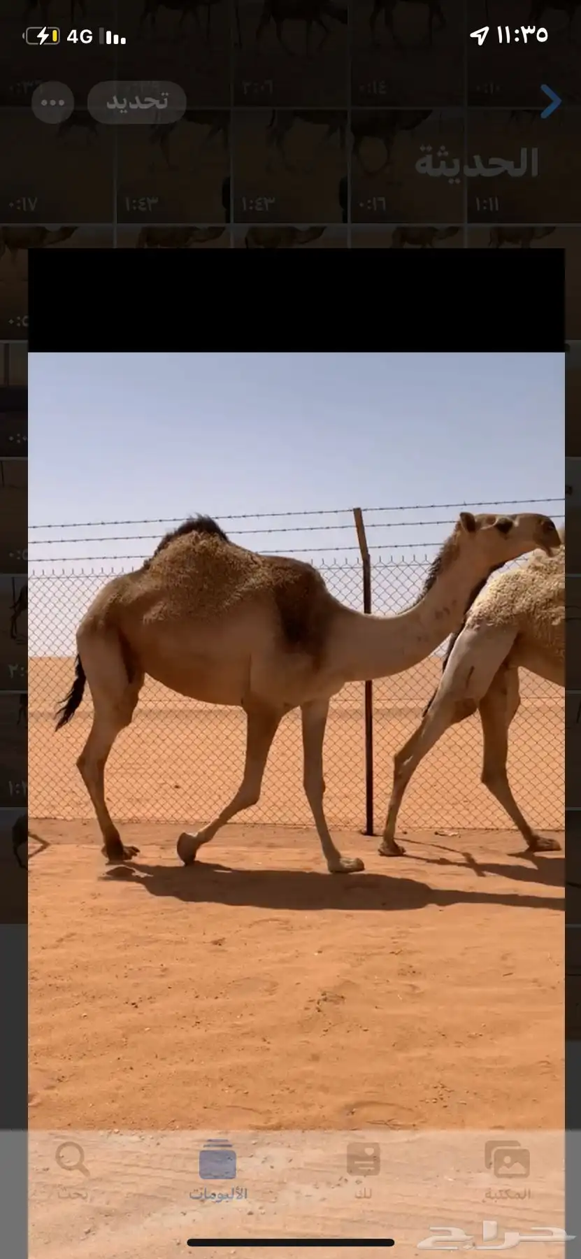 لقحات ثلاث خوات ولقحات على الملكي ولد الكاسر مرفق صورته 1