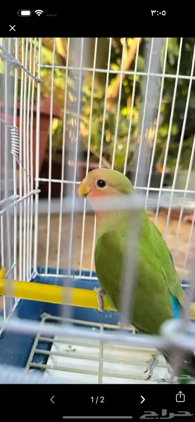 روز مفقود حي الجبل 0