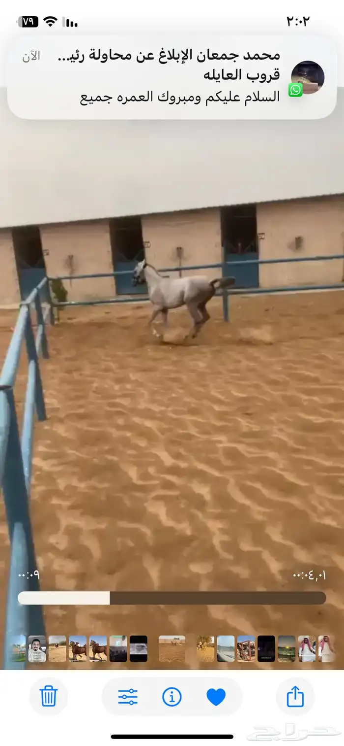 خيل شعبي  العمر ثلاث سنوات الطول سبع بلوك الاسم صدام الحرار 4