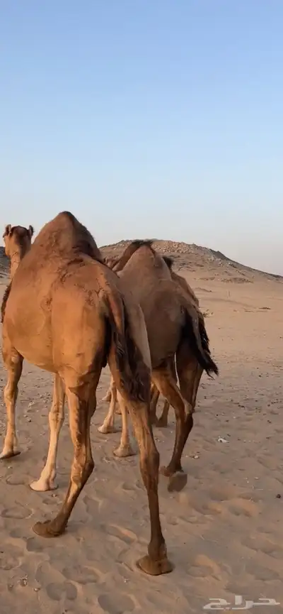 ابل سواحل(( تم البيع )) 5